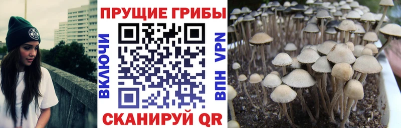 МЕГА tor  Грайворон  Псилоцибиновые грибы MAGIC MUSHROOMS  где можно купить наркотик 